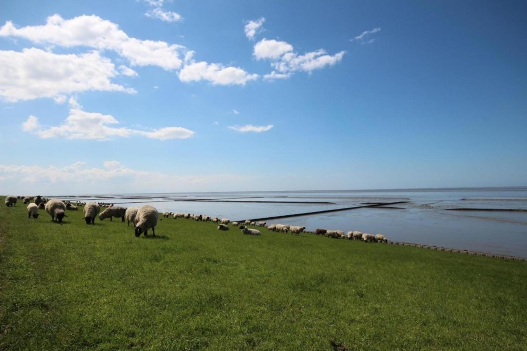 Kleine Nordseewelle Ohne Hund ノルデン エクステリア 写真